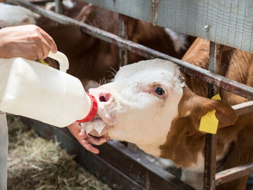 Kalb drinkt Milch am Bauernhof Haufhof in Haus im Ennstal bei Schladming